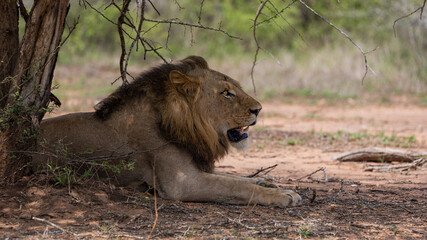 a large male lion resting in the shade