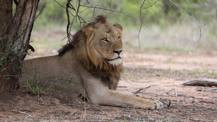 a large male lion resting in the shade
