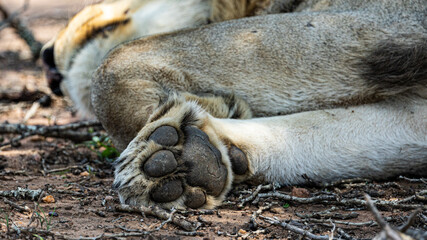 a lion paw close up