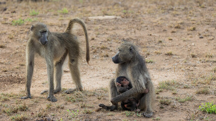 mother chacma baboon being protective