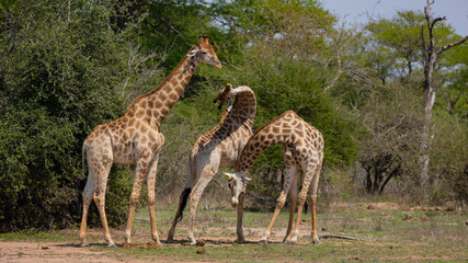 Naklejka na ściany i meble Giraffe males necking in the wild