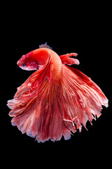 Red betta fish, siamese fighting fish on black background