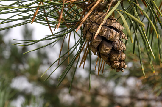 Pine cone on a coniferous branch, macro