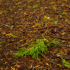 green moss on the ground