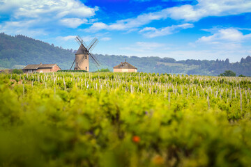 Windmill and vineyards of Moulin-A-Vent, Beaujolais - obrazy, fototapety, plakaty