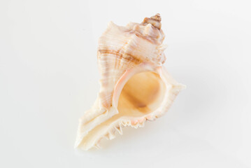 A beautiful sea shell