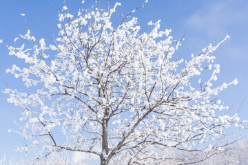 Tree branches in the snow