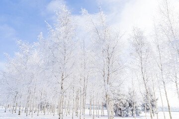 Winter landscape in the Park