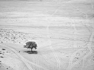 View from Lawrence’s Spring of a lonely tree in the red rocky desert Wadi Rum, Jordan.