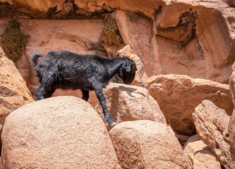 A small black goat in the rocky desert of Wadi Rum, Jordan