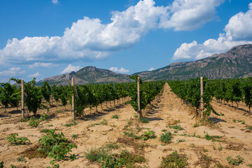 Fototapeta na wymiar View of the Crimean mountains and vineyards
