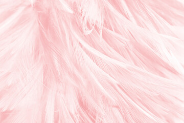 Fototapeta premium Beautiful soft pink feather pattern texture background