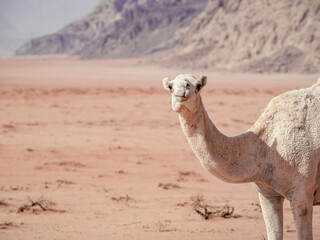 Portrait of a camel in the rocky red desert of Wadi Rum, Jordan.