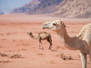 Portrait of a camel in the rocky red desert of Wadi Rum, Jordan.