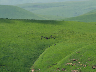 a herd of horses on the background of high-altitude meadows