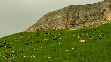 a flock of sheep on the background of a cloud and mountains