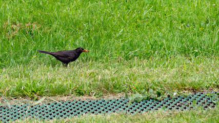 on the lawn, a black starling carries a pest in its beak