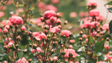 dense thickets of park roses in the park