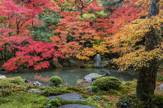 秋の蓮華寺 © 安ちゃん
