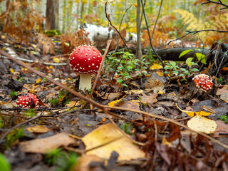 a beautiful family of fly agarics in the autumn forest
