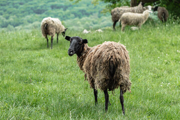 A black sheep with dirty hair looks at the camera. A pasture in the mountains. Green grass and...