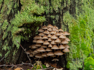lots of mushrooms on the stump in forest 
