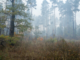 smoke in the forest among the trees