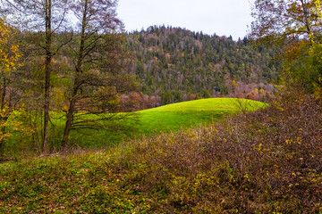 Naklejka premium autumn in the forest