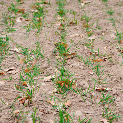 Young Wheat Sprouts. sown field. young green shoots. close-up. sow in autumn for winter. farming concept, good harvest. agricultural field. spring field work