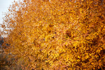 In the photo, a bush of yellowed cherries, yellow leaves in autumn