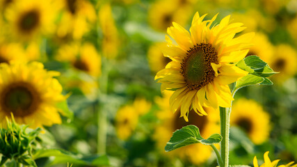 big bright yellow sunflower in the field. Large flowers of a sunflower in the sunlight. Yellow flowers on a farm field. Agriculture concept, organic products, good harvest. Growing seeds for oil.