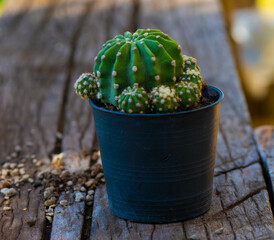 cactus are in the pot, they are ornamental plant ,hobby or free time activities.