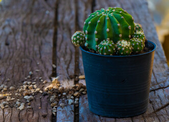 cactus are in the pot, they are ornamental plant ,hobby or free time activities.