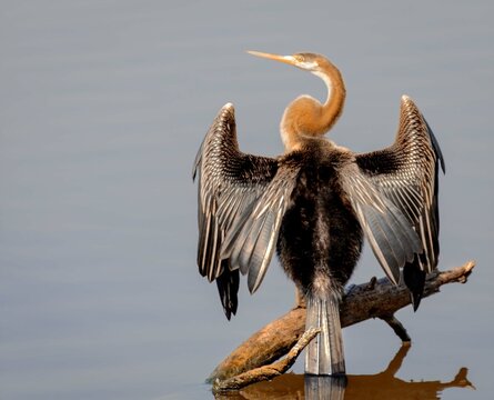 Oriental  Darter drying its wings at Keoladeo ghana national park Rajasthan