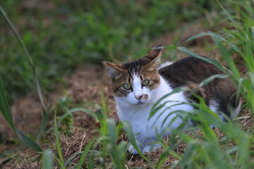 cat in the grass
