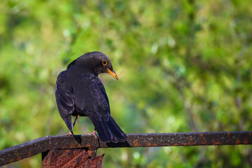 Selective focus photo. Common blackbird male, turdus merula. Spring season.