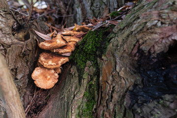 Tree mushrooms grow in the fork of a tree.