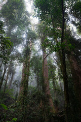 The morning sun trying to break through clouds in the woods