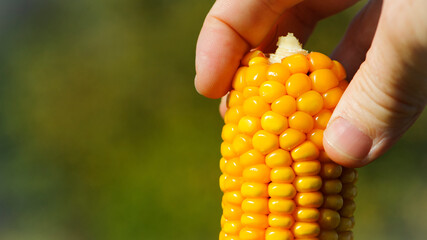 Swing of sweet corn in hands. yellow swing of ripe corn. good harvest. corn in the field. ear...