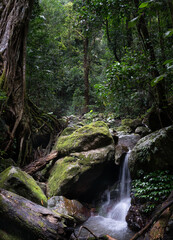 A stream flows through the rainforest
