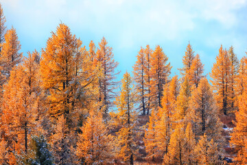 autumn fog landscape forest mountains, trees view mist