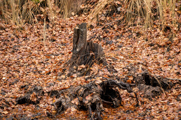 Autumn forest background from green moss, coniferous needles, deciduous and coniferous trees, fallen foliage after leaf fall, small evergreen plants, dried fern.