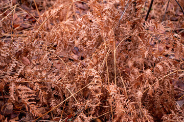 Autumn forest background from green moss, coniferous needles, deciduous and coniferous trees, fallen foliage after leaf fall, small evergreen plants, dried fern.