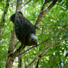 Kaka parrot, New Zealand native bird