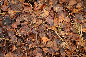 Autumn forest background from green moss, coniferous needles, deciduous and coniferous trees, fallen foliage after leaf fall, small evergreen plants, dried fern.