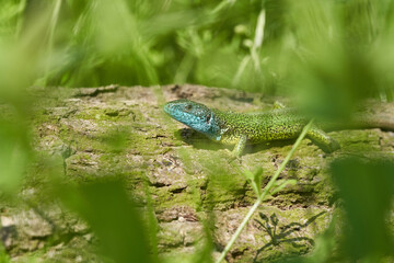The European Green lizard Lacerta viridis in Czech Republic