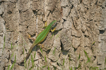 Naklejka na ściany i meble The European Green lizard Lacerta viridis in Czech Republic