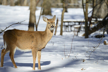Naklejka na ściany i meble Deer in the winter forest - Circa Washington DC United States