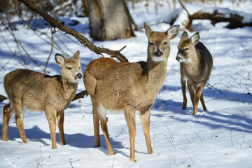 Deer family in the winter forest - Circa Washington DC United States of America