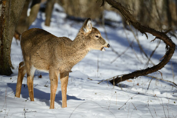 Obraz premium Deer in the winter forest - Circa Washington DC United States